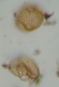 Ulmus and Poaceae from sediment core, Zajac