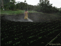 A worker sprays pesticides on sweet corn for export