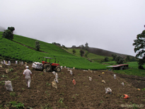 A potato harvest high on the flanks of Volc&aacute;n Iraz&uacute;