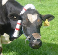 cow wearing collar