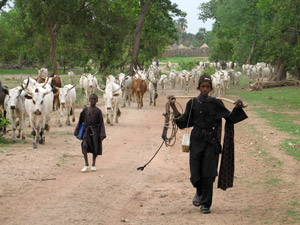 Fulani herd migration