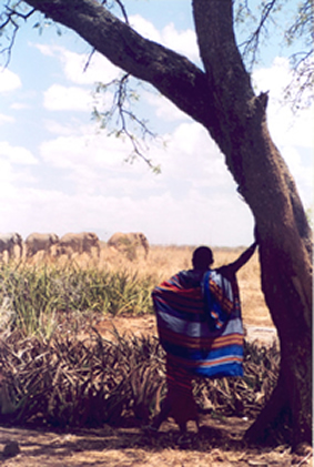 Maasai leader watches elephants that had disrupted meeting