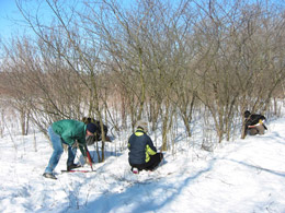 volunteers cutting shrubs